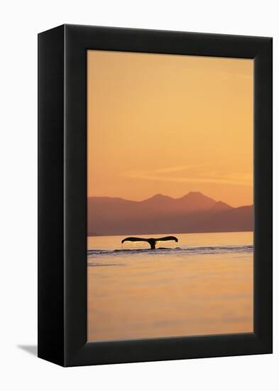 Humpback Whale Surfacing at Sunset-null-Framed Premier Image Canvas