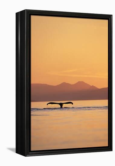 Humpback Whale Surfacing at Sunset-null-Framed Premier Image Canvas