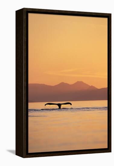 Humpback Whale Surfacing at Sunset-null-Framed Premier Image Canvas