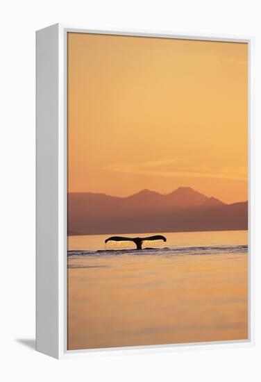 Humpback Whale Surfacing at Sunset-null-Framed Premier Image Canvas