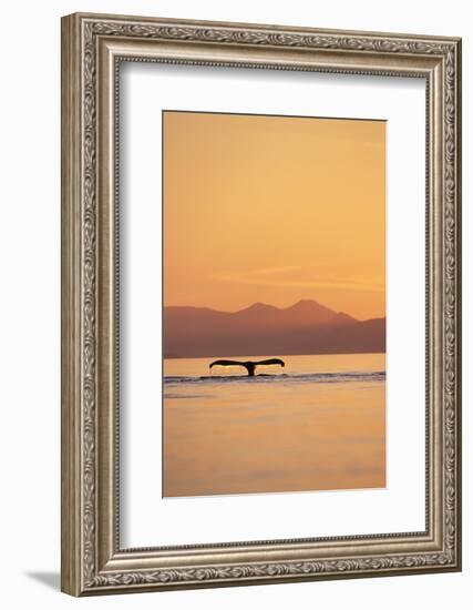 Humpback Whale Surfacing at Sunset-null-Framed Photographic Print