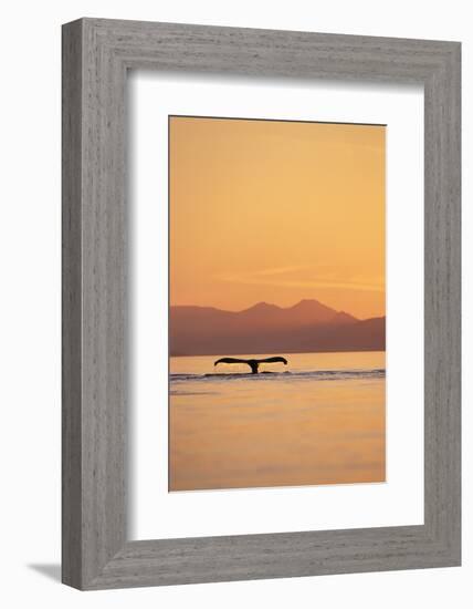 Humpback Whale Surfacing at Sunset-null-Framed Photographic Print