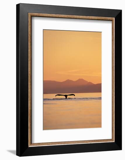 Humpback Whale Surfacing at Sunset-null-Framed Photographic Print