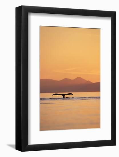 Humpback Whale Surfacing at Sunset--Framed Photographic Print