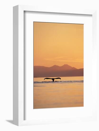 Humpback Whale Surfacing at Sunset-null-Framed Photographic Print