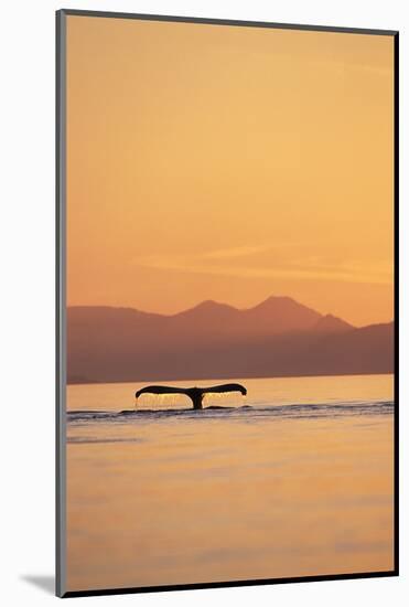 Humpback Whale Surfacing at Sunset-null-Mounted Photographic Print