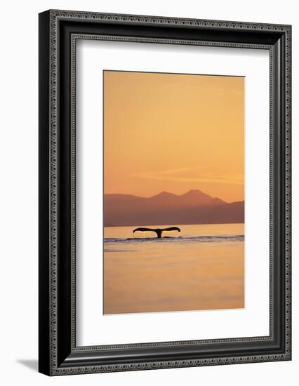 Humpback Whale Surfacing at Sunset-null-Framed Photographic Print