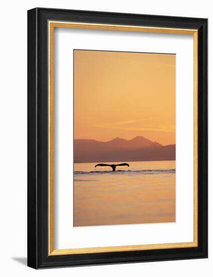 Humpback Whale Surfacing at Sunset-null-Framed Photographic Print