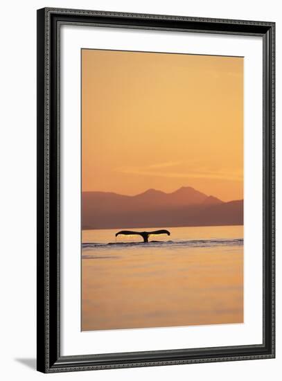 Humpback Whale Surfacing at Sunset-null-Framed Photographic Print