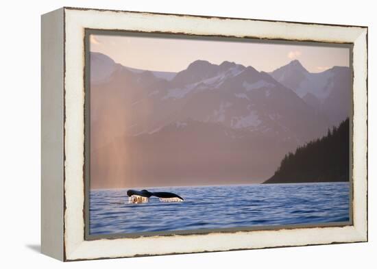 Humpback Whale Surfacing in Aialik Bay-null-Framed Premier Image Canvas