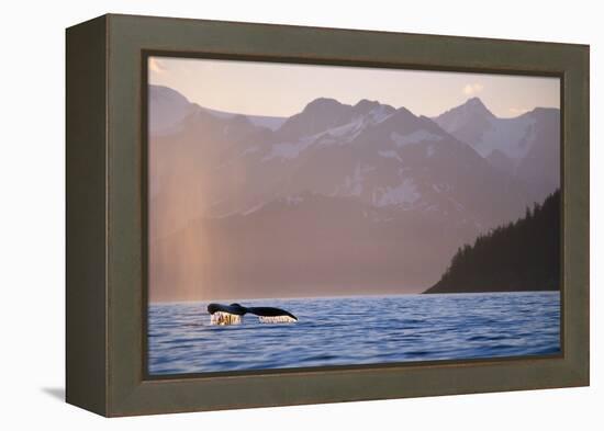 Humpback Whale Surfacing in Aialik Bay-null-Framed Premier Image Canvas