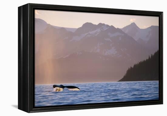Humpback Whale Surfacing in Aialik Bay-null-Framed Premier Image Canvas
