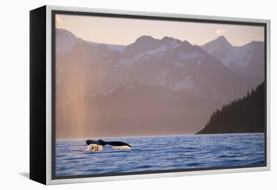 Humpback Whale Surfacing in Aialik Bay-null-Framed Premier Image Canvas