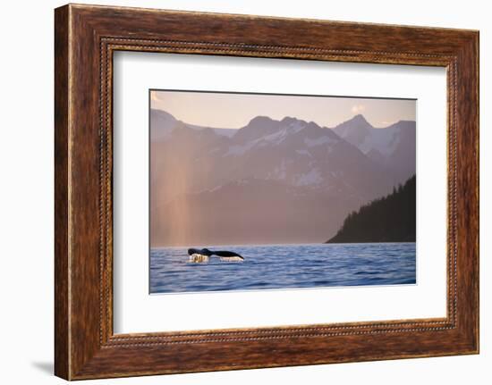 Humpback Whale Surfacing in Aialik Bay-null-Framed Photographic Print