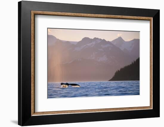 Humpback Whale Surfacing in Aialik Bay-null-Framed Photographic Print