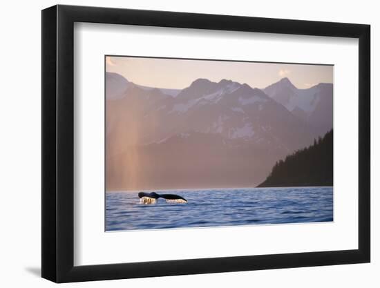 Humpback Whale Surfacing in Aialik Bay-null-Framed Photographic Print