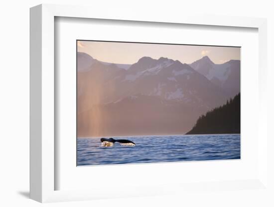 Humpback Whale Surfacing in Aialik Bay-null-Framed Photographic Print