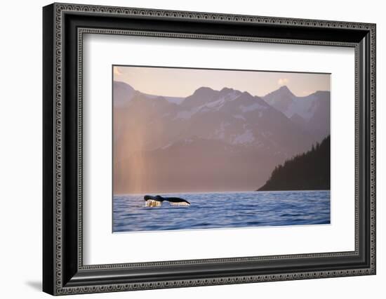 Humpback Whale Surfacing in Aialik Bay-null-Framed Photographic Print