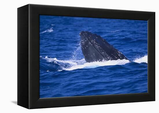 Humpback Whale Surfacing in the Ocean-DLILLC-Framed Premier Image Canvas