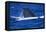 Humpback Whale Surfacing in the Ocean-DLILLC-Framed Premier Image Canvas