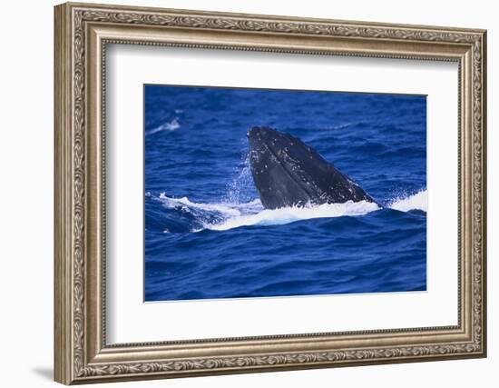 Humpback Whale Surfacing in the Ocean-DLILLC-Framed Photographic Print