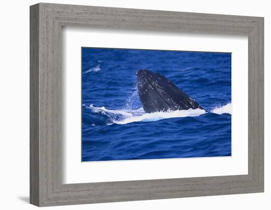 Humpback Whale Surfacing in the Ocean-DLILLC-Framed Photographic Print