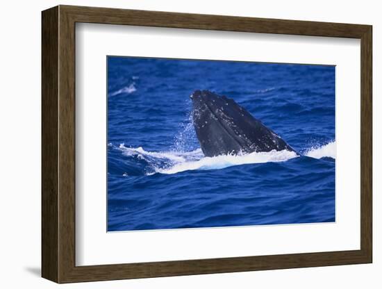 Humpback Whale Surfacing in the Ocean-DLILLC-Framed Photographic Print