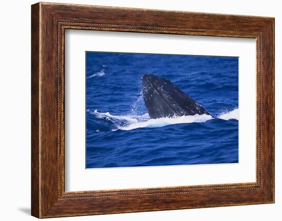 Humpback Whale Surfacing in the Ocean-DLILLC-Framed Photographic Print