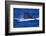 Humpback Whale Surfacing in the Ocean-DLILLC-Framed Photographic Print