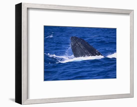 Humpback Whale Surfacing in the Ocean-DLILLC-Framed Photographic Print
