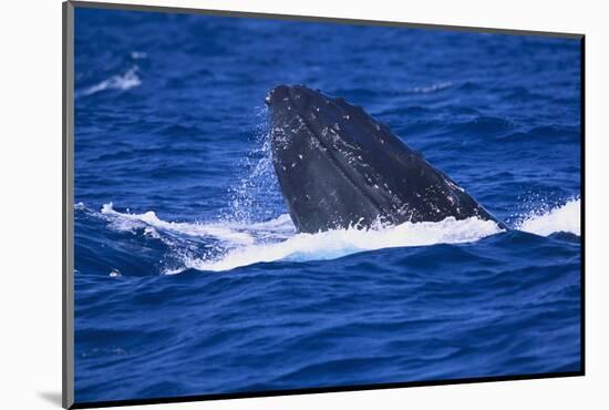 Humpback Whale Surfacing in the Ocean-DLILLC-Mounted Photographic Print