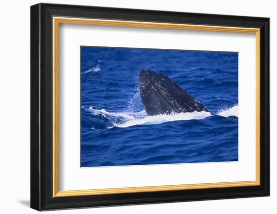 Humpback Whale Surfacing in the Ocean-DLILLC-Framed Photographic Print