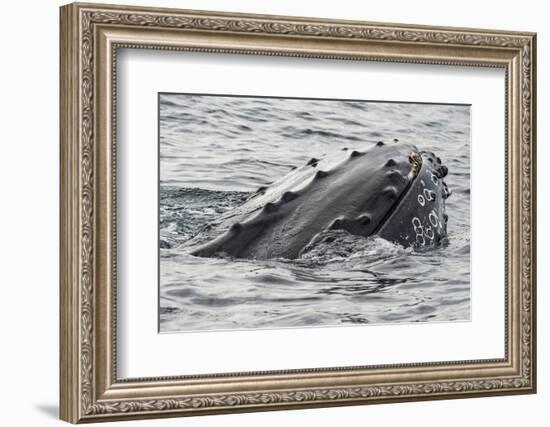 Humpback whale surfacing, rostrum above surface, Bay of Fundy, New Brunswick, Canada-Nick Hawkins-Framed Photographic Print