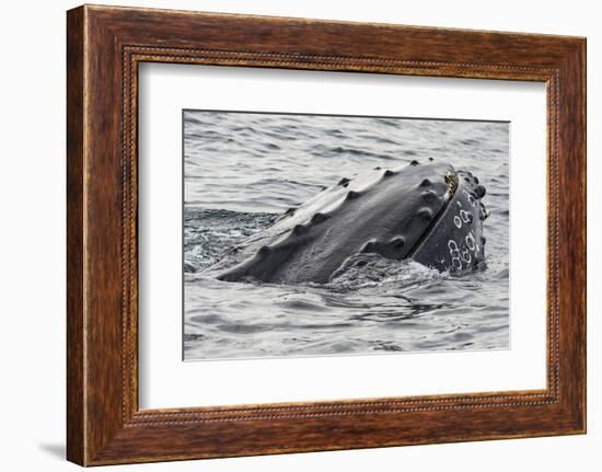 Humpback whale surfacing, rostrum above surface, Bay of Fundy, New Brunswick, Canada-Nick Hawkins-Framed Photographic Print