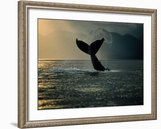 Humpback Whale Tail at Sunset-Stuart Westmorland-Framed Photographic Print