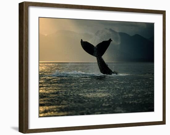 Humpback Whale Tail at Sunset-Stuart Westmorland-Framed Photographic Print