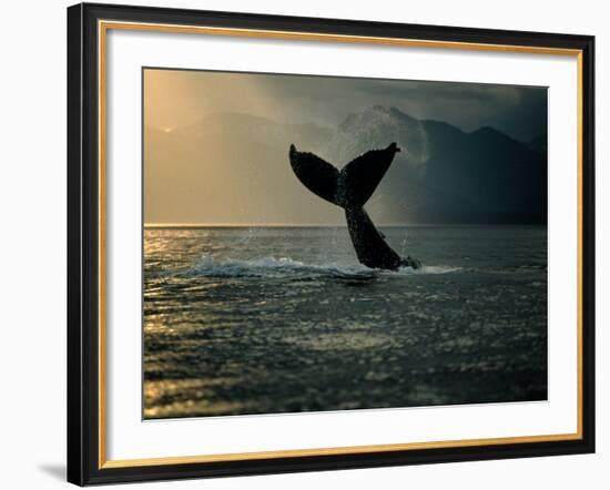 Humpback Whale Tail at Sunset-Stuart Westmorland-Framed Photographic Print