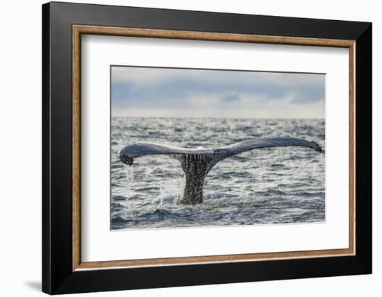 Humpback whale tail fluke above water, Bay of Fundy, New Brunswick, Canada-Nick Hawkins-Framed Photographic Print