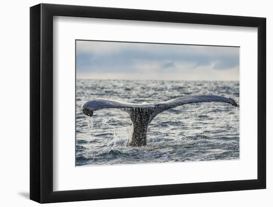 Humpback whale tail fluke above water, Bay of Fundy, New Brunswick, Canada-Nick Hawkins-Framed Photographic Print