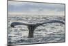 Humpback whale tail fluke above water, Bay of Fundy, New Brunswick, Canada-Nick Hawkins-Mounted Photographic Print
