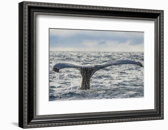 Humpback whale tail fluke above water, Bay of Fundy, New Brunswick, Canada-Nick Hawkins-Framed Photographic Print