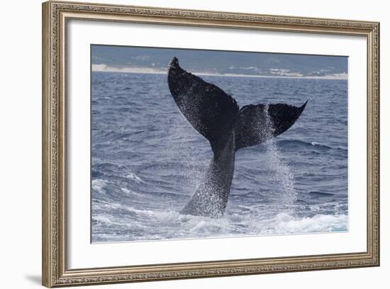 Humpback Whale Tail Lobbing-null-Framed Photographic Print