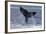 Humpback Whale Tail Lobbing-null-Framed Photographic Print