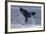 Humpback Whale Tail Lobbing-null-Framed Photographic Print