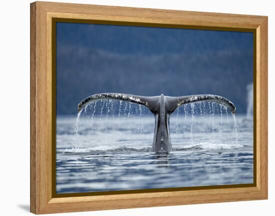 Humpback Whale Tail While Diving in Frederick Sound, Tongass National Forest, Alaska, Usa-Paul Souders-Framed Premier Image Canvas