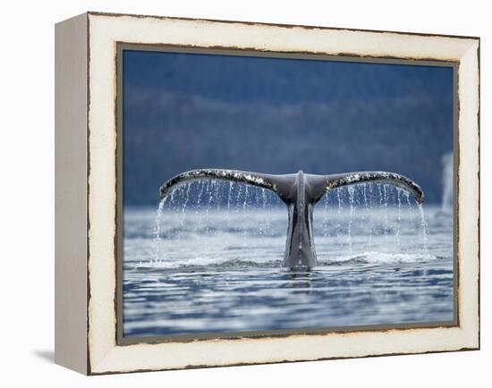 Humpback Whale Tail While Diving in Frederick Sound, Tongass National Forest, Alaska, Usa-Paul Souders-Framed Premier Image Canvas