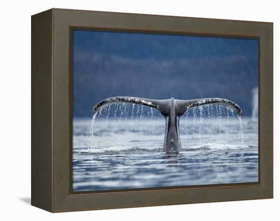 Humpback Whale Tail While Diving in Frederick Sound, Tongass National Forest, Alaska, Usa-Paul Souders-Framed Premier Image Canvas