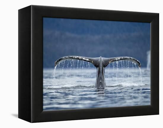 Humpback Whale Tail While Diving in Frederick Sound, Tongass National Forest, Alaska, Usa-Paul Souders-Framed Premier Image Canvas