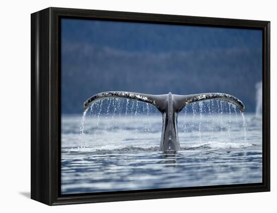 Humpback Whale Tail While Diving in Frederick Sound, Tongass National Forest, Alaska, Usa-Paul Souders-Framed Premier Image Canvas