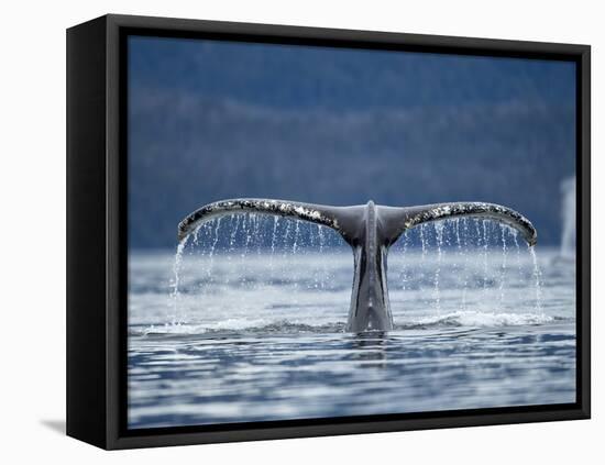 Humpback Whale Tail While Diving in Frederick Sound, Tongass National Forest, Alaska, Usa-Paul Souders-Framed Premier Image Canvas